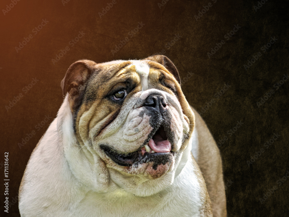 English Bulldog - Beautiful Breed Representative English Bulldog - Beautiful Breed Representative