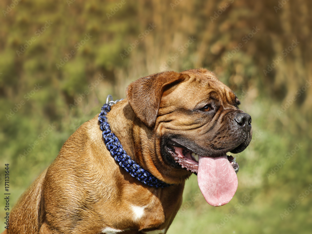 French mastiff - A portrait with a large tongue French mastiff - A portrait with a large tongue