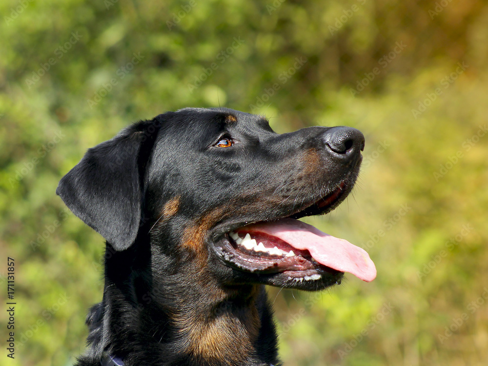 Big Dog Beauceron - Beautiful breed