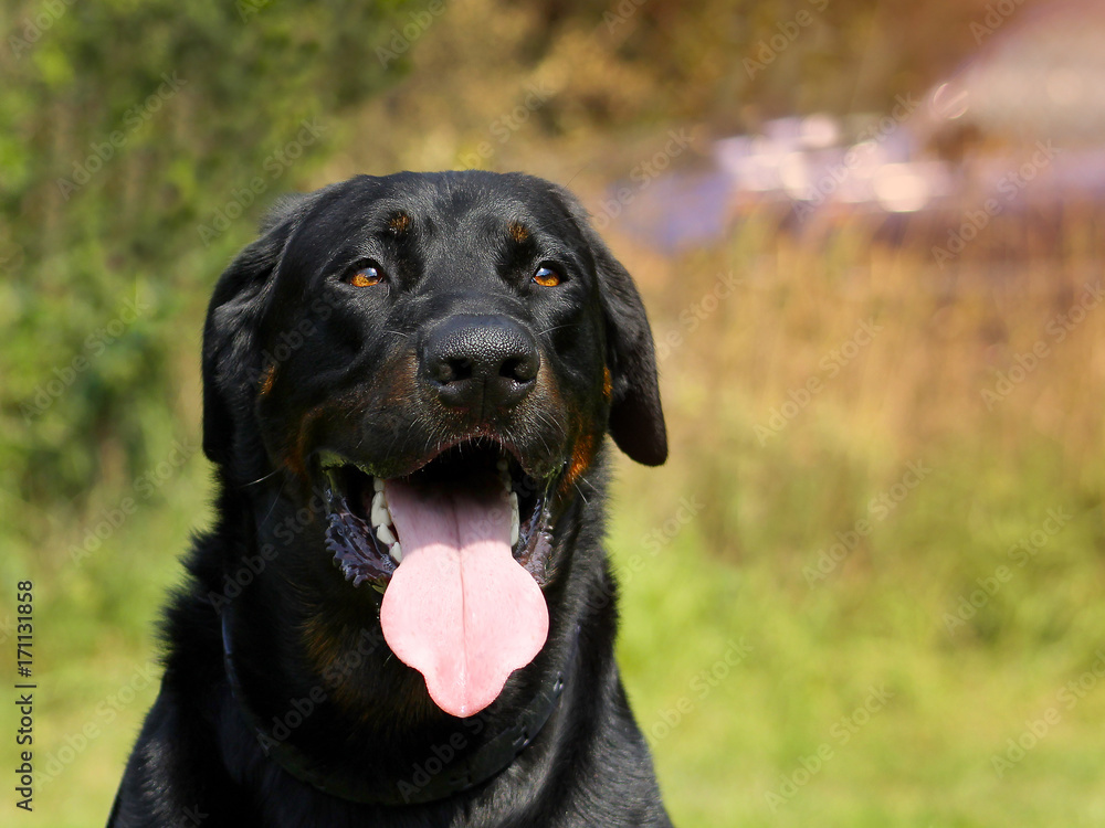 Big Dog Beauceron - Beautiful breed