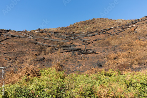 World heritage forests of Madeira terribly destroyed by fires in 2016. Some of trees have enormous will of life and survived this disaster. © wjarek