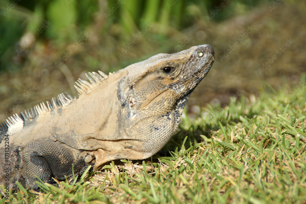 Fototapeta premium Iguana messicana