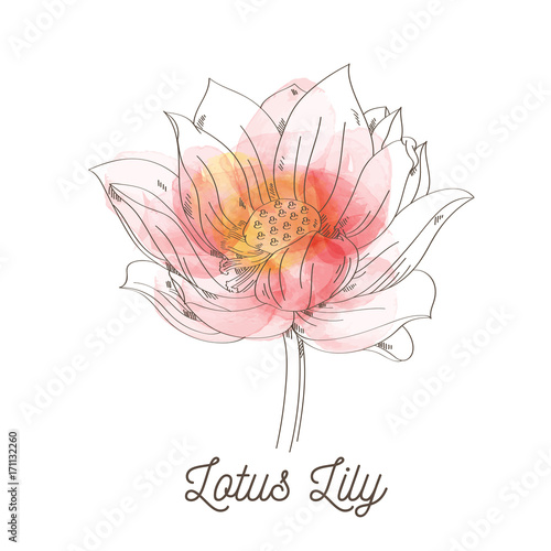 Lotus Lily flower illustration on white background