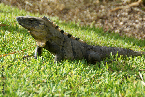 Iguana messicana