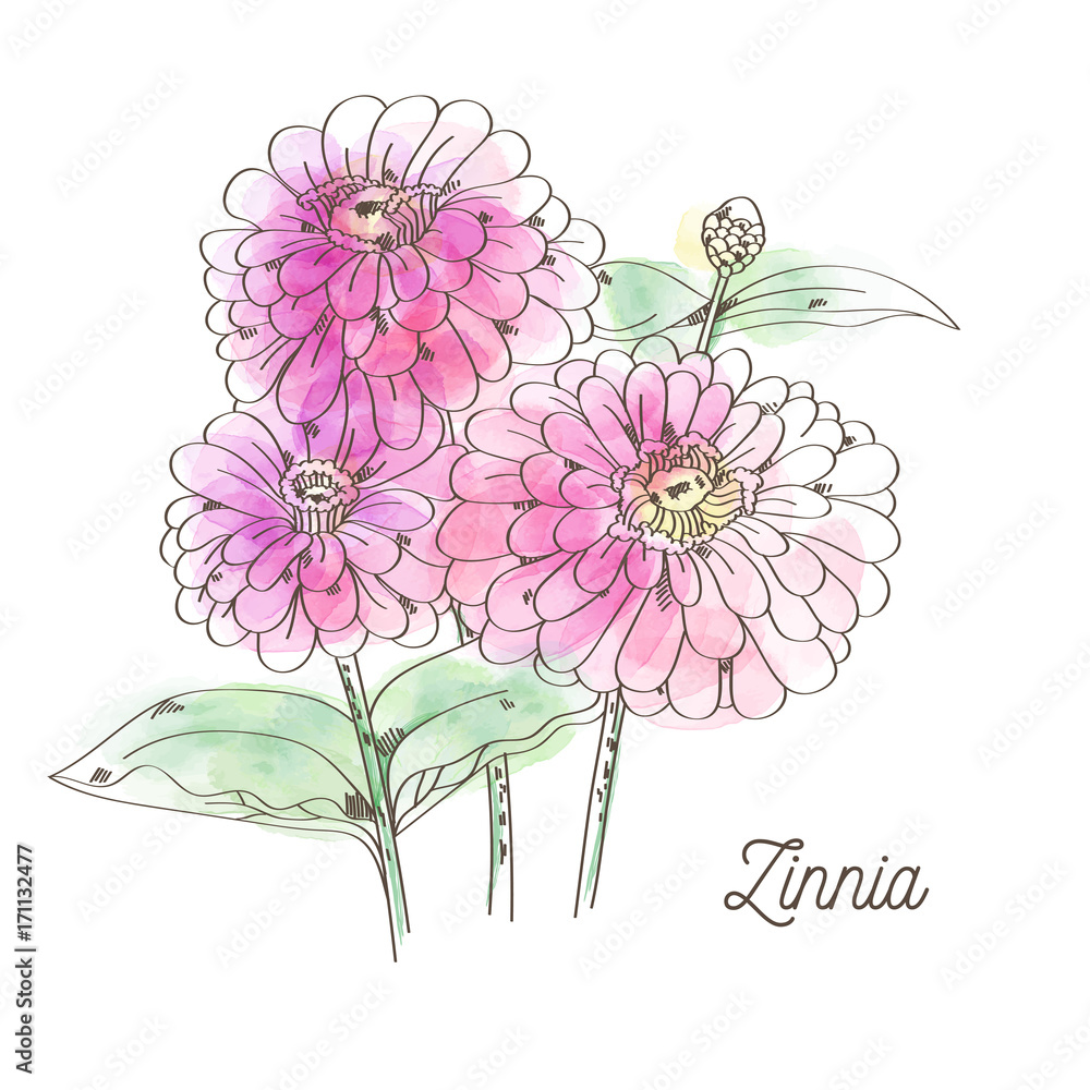 custom made wallpaper toronto digitalBeautiful pink zinnia on white background