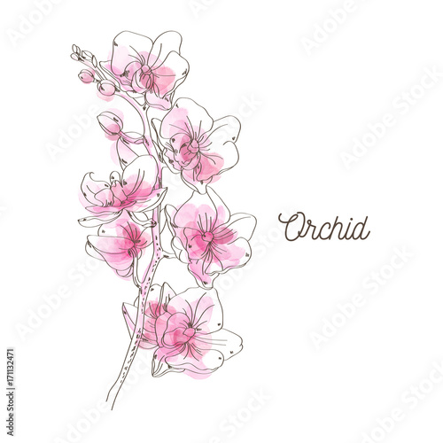 Pink orchid illustration on white background photo