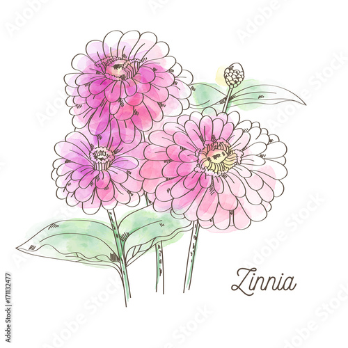 Wallpaper Mural Beautiful pink zinnia on white background Torontodigital.ca