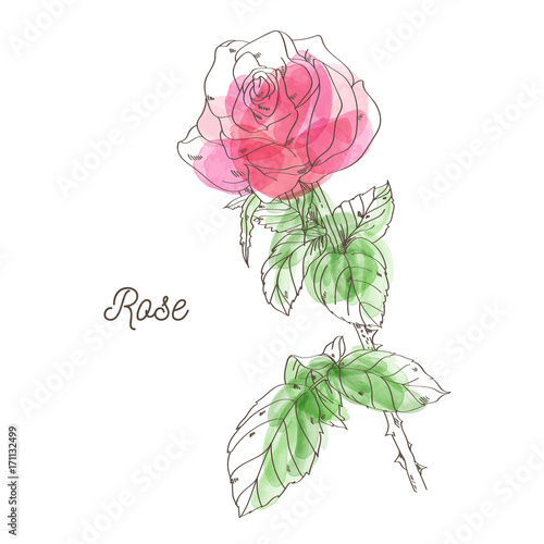Beautiful pink rose illustration on white background