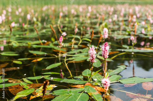 Longroot knotweed (persicaria amphibia) flowers on water surface. photo