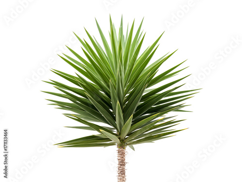 Quadro em tela Green Yucca plant isolated on white