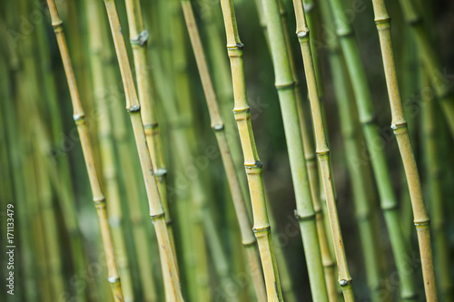 Green bamboo trunks  natural background