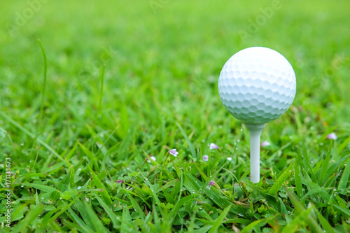 White color golf ball on green at the morning time , there is water drop and small flowers on green grass