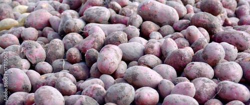 Kartoffelernte - rote Karto...