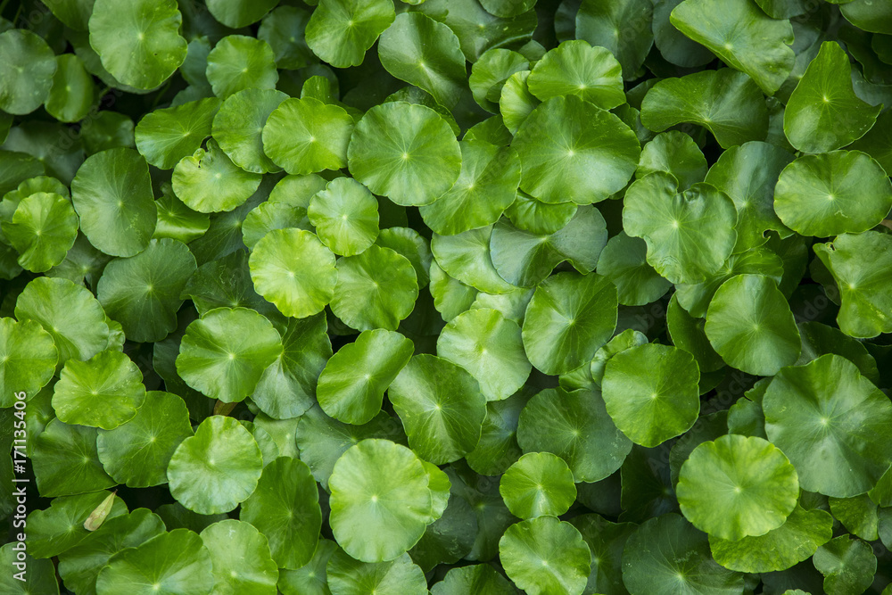 Fototapeta premium Green leaf background