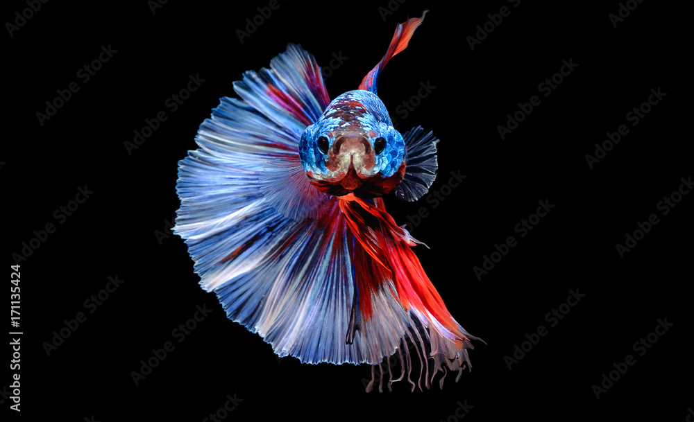 Thai Fighters Fish Long tail, white, blue, red Swimming looks daunting