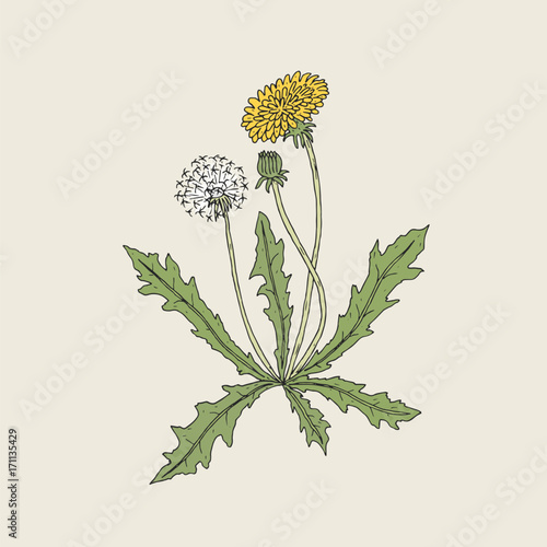 Detailed drawing of dandelion plant with yellow flower, seed head and bud growing on stem and leaves
