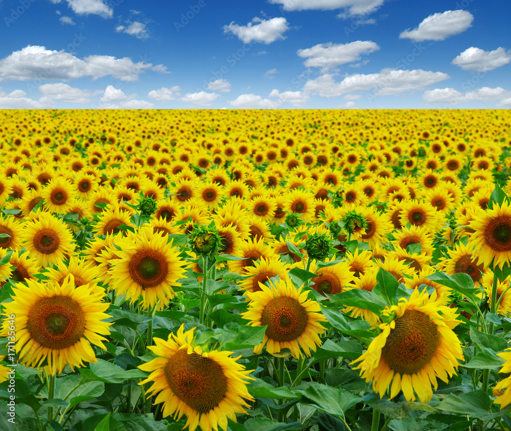 Obraz premium field of blooming sunflowers