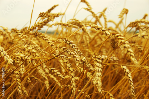  ears of wheat