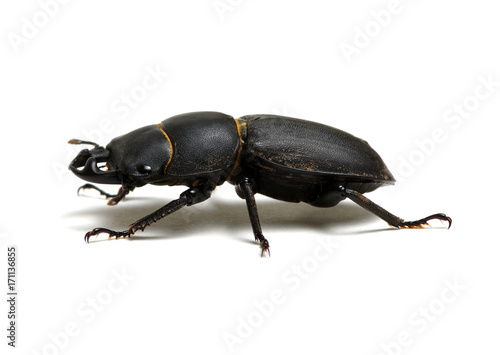 black beetle  on white