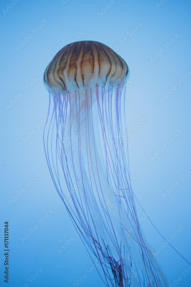 Jelly Fish Jelly Fish