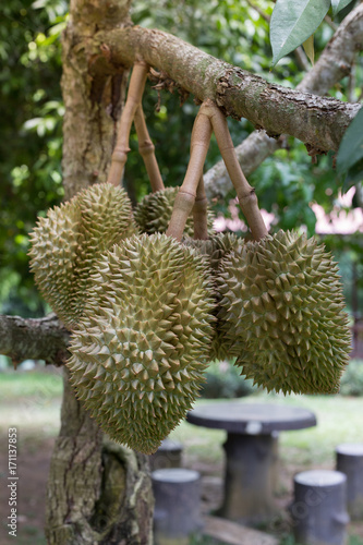 Fresh durian on the tree in the garden.