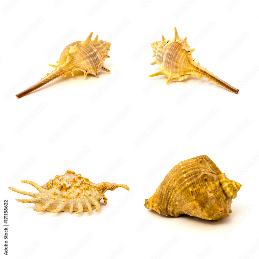 Sea shells isolated on a white background Sea shells isolated on a white background