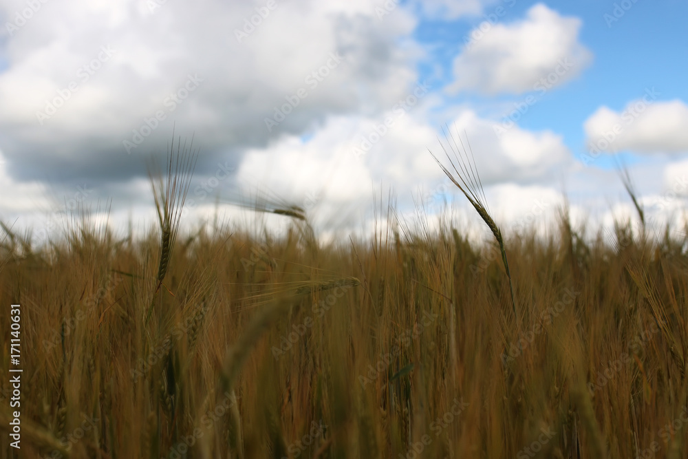 Fototapeta premium cereal rye field