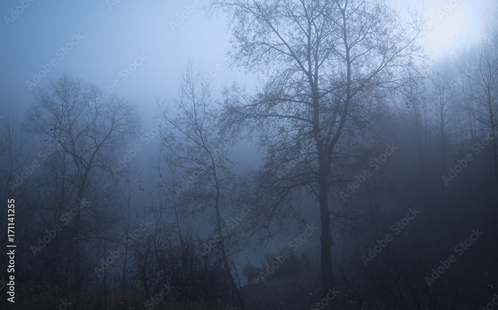Gloomy mood in the forest Gloomy mood in the forest
