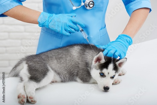 Cropped shot of a vet making an injection to a little cute Siberian husky puppy medicine clinic vaccination concept.