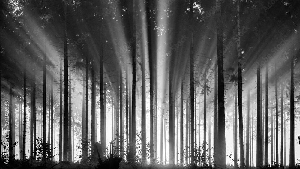 Fototapeta premium Mglisty las świerkowy rano, monochromatyczny, czarno-biały. Mglisty poranek z silnymi promieniami słońca w lesie świerkowym w Niemczech, Rothaargebirge. Scena o wysokim kontraście i podświetleniu.