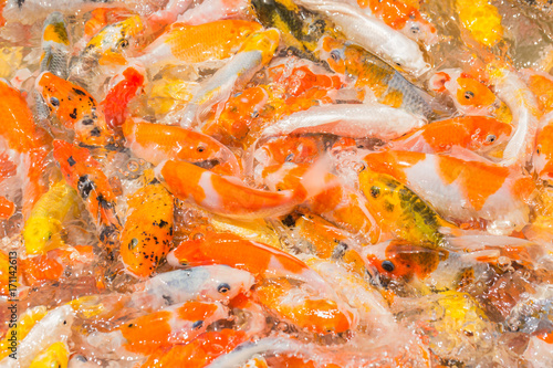 Koi carps together competing for food in a Park Pond