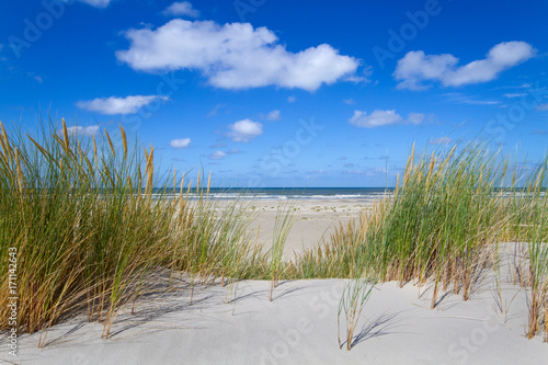 View on the beach and sea from the top of a dune grown with Marram grass 