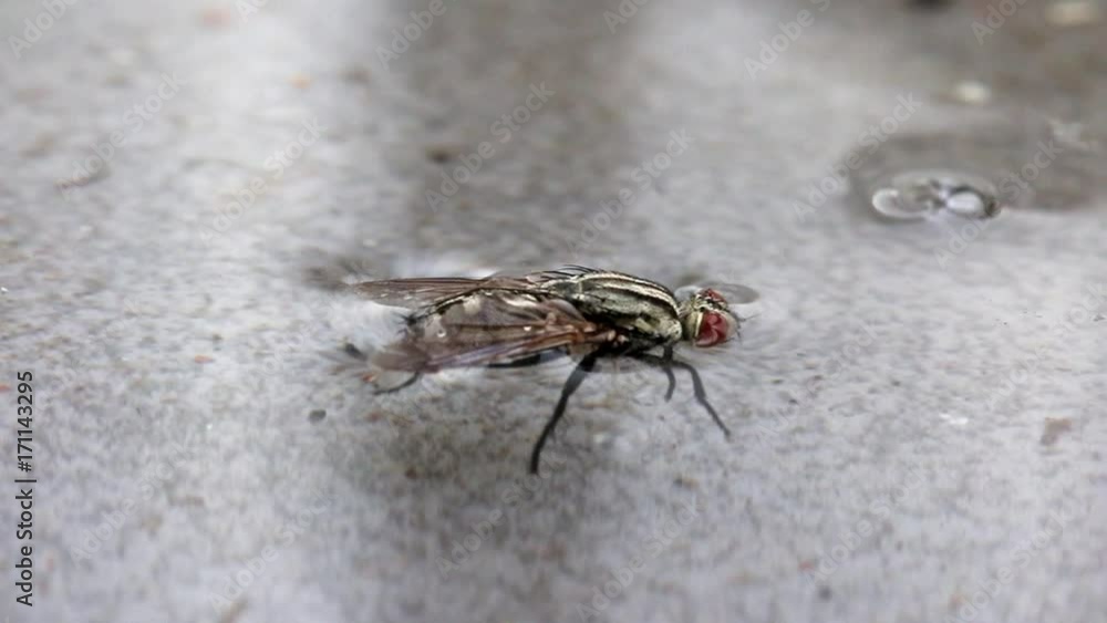 the fly swim on the water surface the fly swim on the water surface