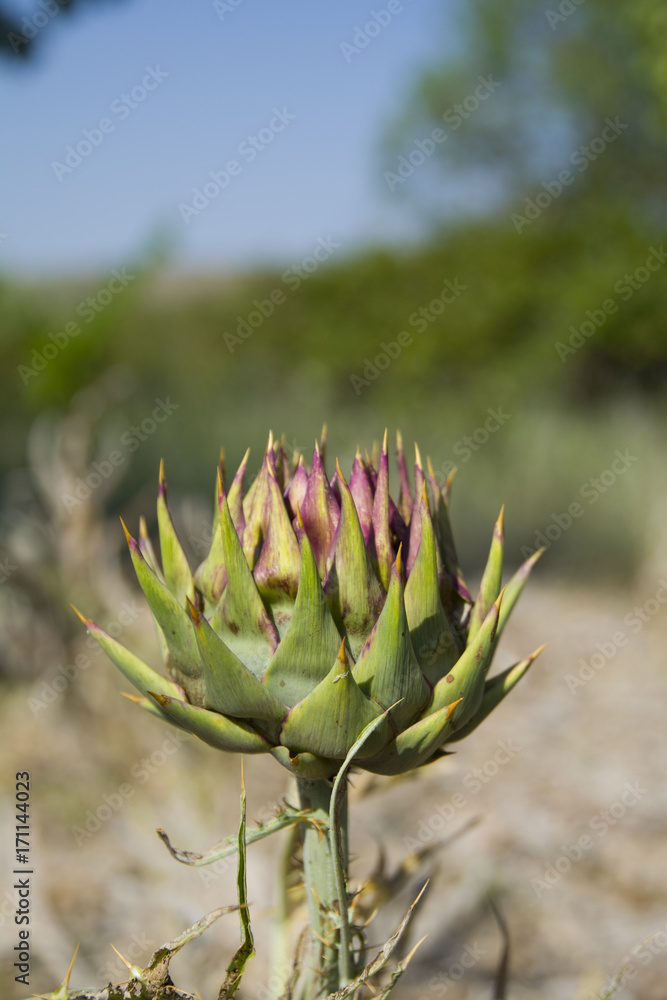 Carciofo biologico Carciofo biologico