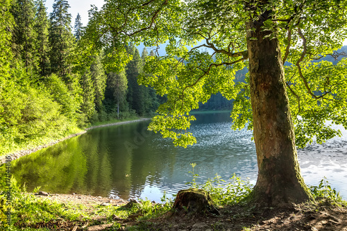 Fototapeta Naklejka Na Ścianę i Meble -  A tree trunk with bright green foliage on the shore of the lake