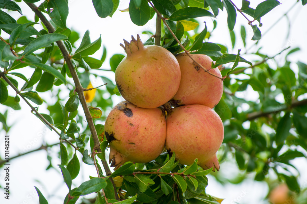 Pomegranate fruits riping on the tree Pomegranate fruits riping on the tree