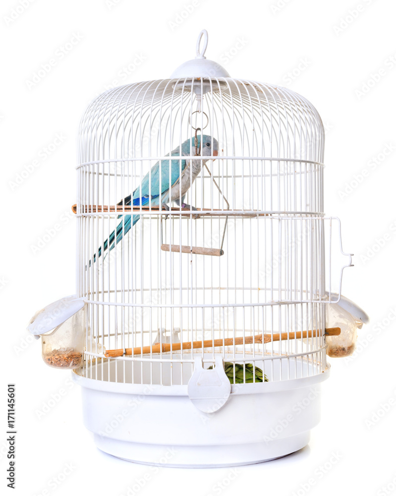 Naklejka premium Monk parakeet in bird cage