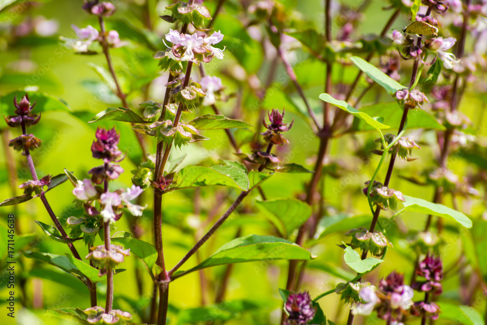 Fresh aromatic herbs basil plant in the garden Fresh aromatic herbs basil plant in the garden