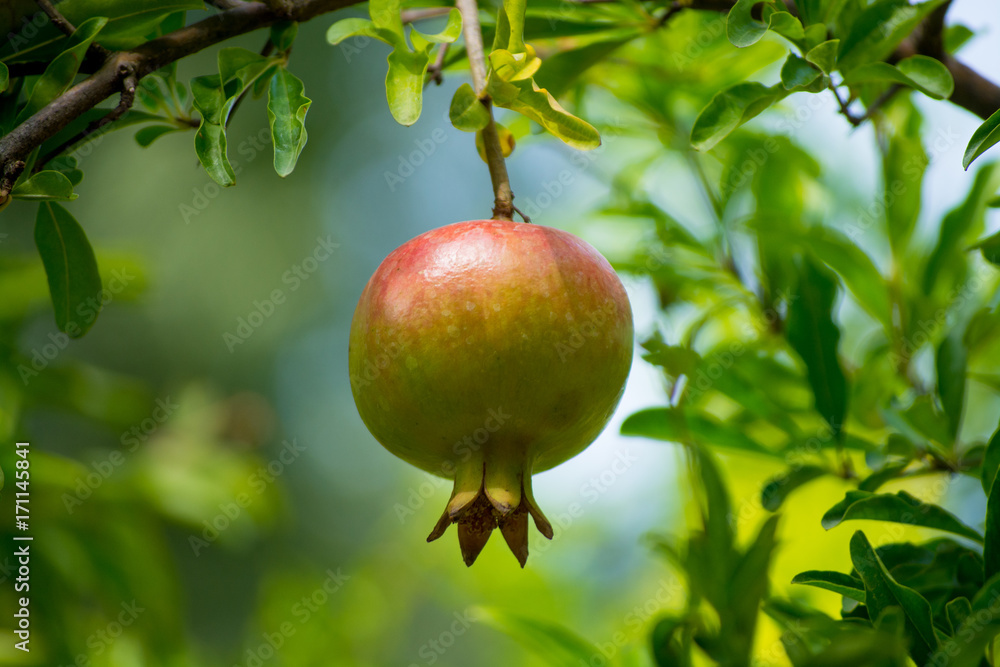 Pomegranate fruits riping on the tree Pomegranate fruits riping on the tree