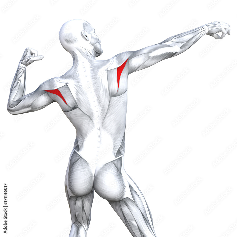 Conceptual 3D illustration back fit strong human anatomy or anatomical and gym muscle isolated, white background for body health with biological tendons, spine, fitness medical muscular system Conceptual 3D illustration back fit strong human anatomy or anatomical and gym muscle isolated, white background for body health with biological tendons, spine, fitness medical muscular system