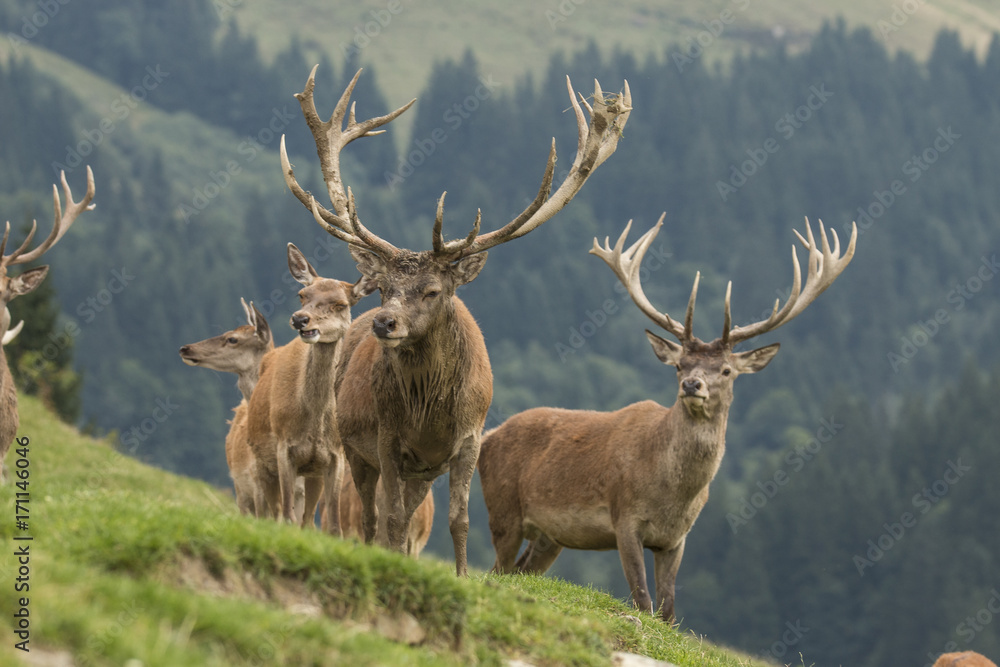 Obraz premium Red Deer