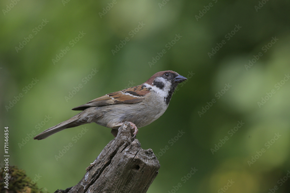 Feldsperling oder Feldspatz (Passer montanus) Feldsperling oder Feldspatz (Passer montanus)