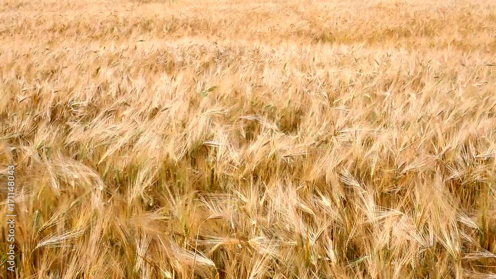 Field of ripe wheat swaying in the wind Field of ripe wheat swaying in the wind