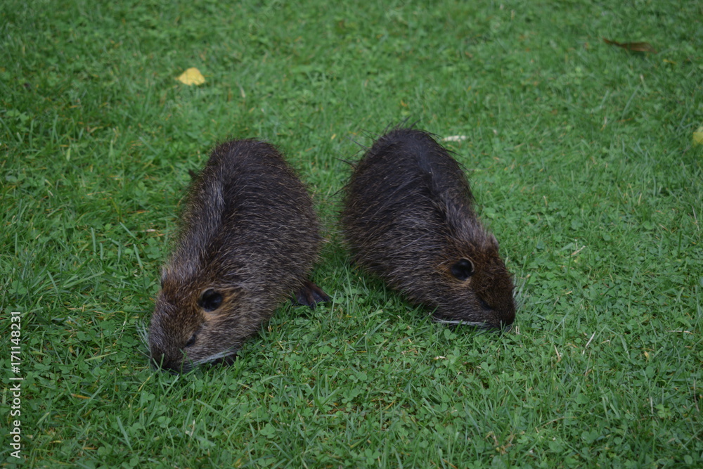 Nutria2 Nutria2