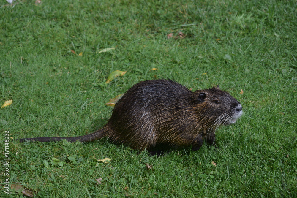 Nutria1