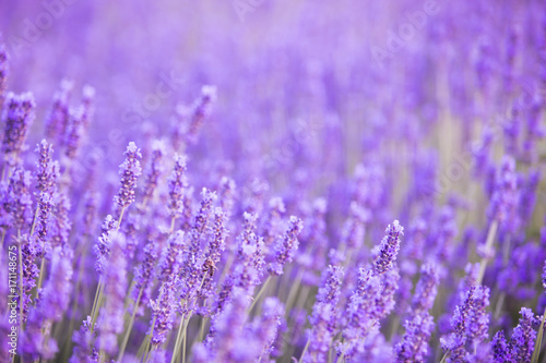 Lavender bushes closeup on evening. Evening light over purple flowers of lavender. Violet bushes at the center of picture. Provence region of france.