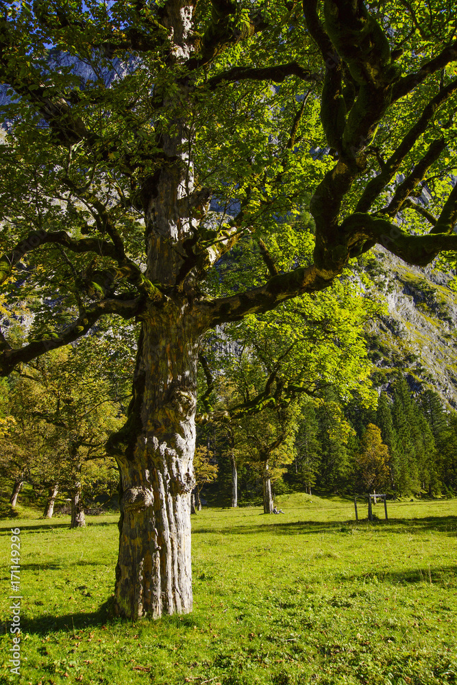 Naklejka premium Grosser Ahornboden, Tirol, Austria