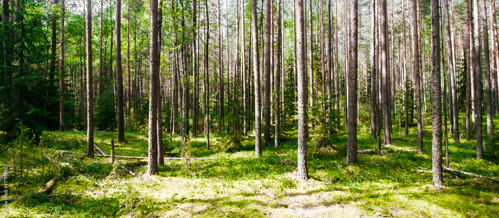 Fototapeta premium Beautiful wild forest