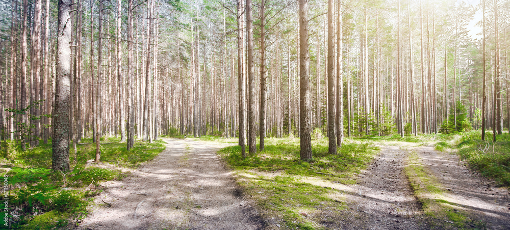 Road in forest Road in forest