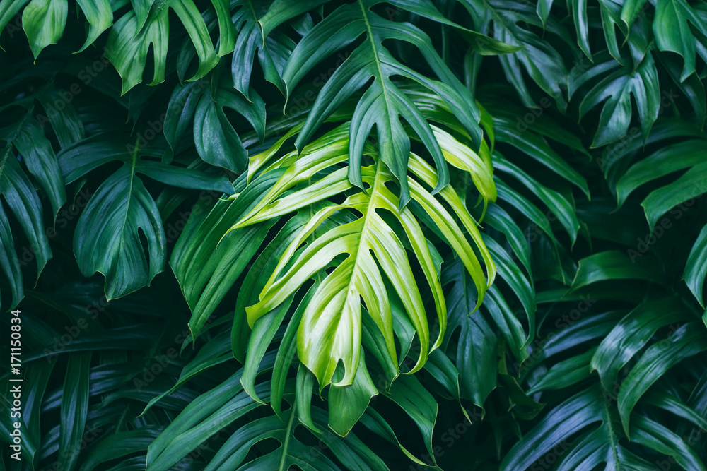 Fototapeta Intensywna zieleń liści tropikalnych, piękna natura w Twoim wnętrzu